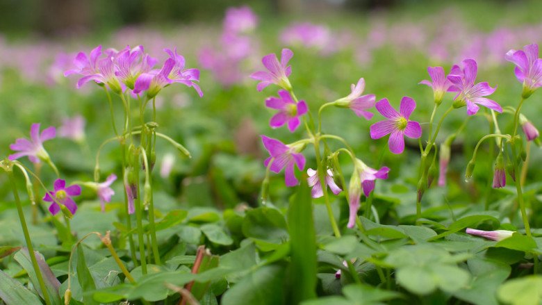 Lưu bản nháp tự động